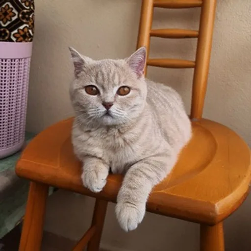 🐾 Cins Kedi Sahiplendirme ve Eş Bulma Platformu 🐾 Telegram kanal görseli